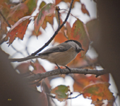 Black capped Chickadee in Fall Maple